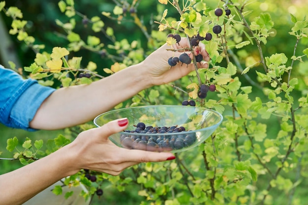 Photo woman in garden picking ripe sweet gooseberries from bush