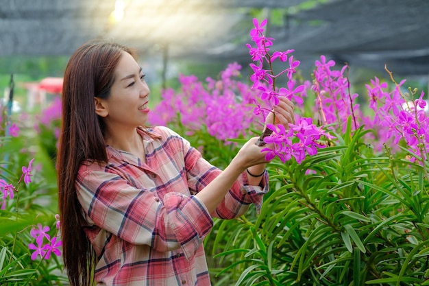 A woman gardener cuts purple orchids in the garden for sale in the morning