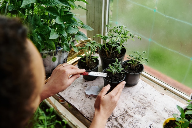 Woman gardener fertilizing soil with sprouts of tomato seeds germinated in a pot. Concepts of spring garden work in a home country greenhouse