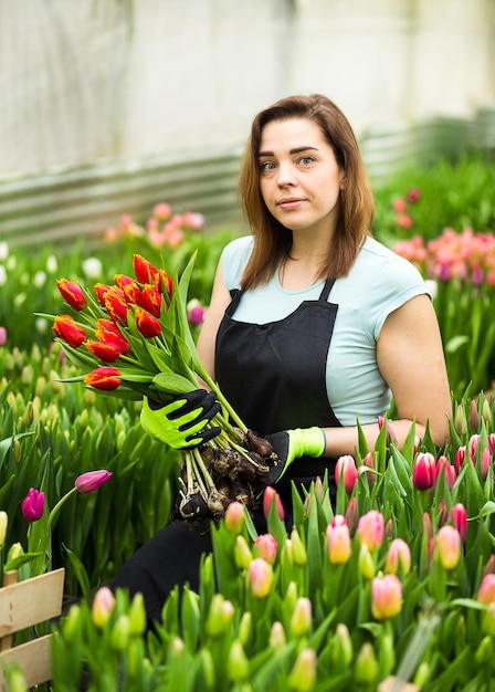 Woman gardener florist holding a bouquet of flowers standing in a greenhouse where the tulips cultivateSmiling gardener holding tulips with bulbsSpringtime lots of tulipsflowers concept