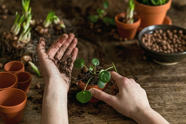 Photo woman gardener is transplanting beautiful plants, cacti, succulents to ceramic pots and taking care of home flowers on the retro wooden table for her concept of home garden.