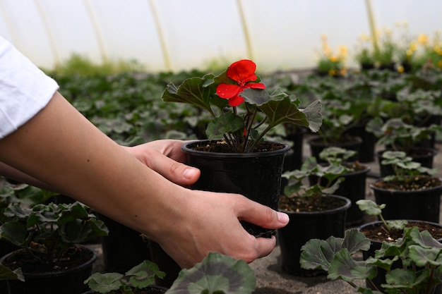 Woman gardener in a large greenhouse holding a pot with blooming plant close up One flower selected among many others