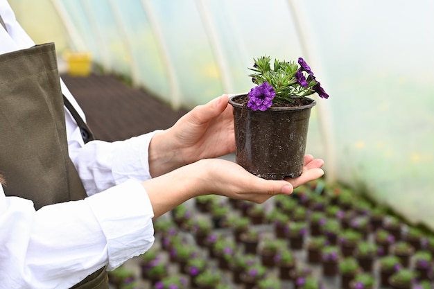 Woman gardener in a large greenhouse holding a pot with blooming plant Everyday routine of flower producer