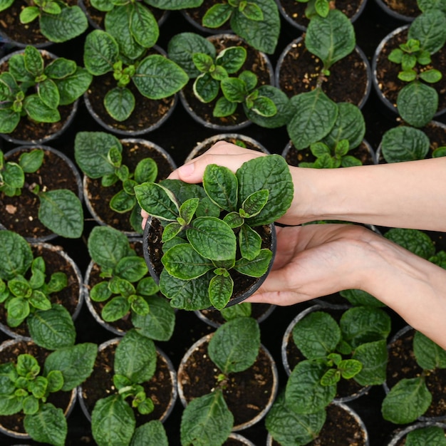 Woman gardener in a large greenhouse holding a pot with plant Everyday routine of flower producer