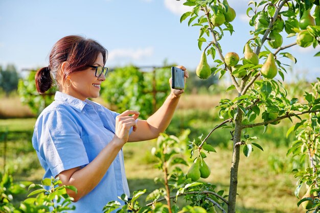 Woman gardener in an orchard taking photo of ripening pears on tree