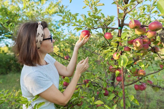 Woman gardener picking crop of red apples from tree in garden. Hobbies, gardening, growing organic apples, healthy natural food