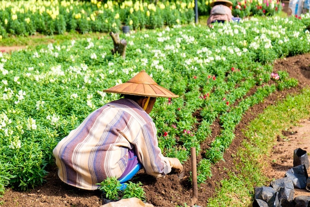 Woman gardener planting flower