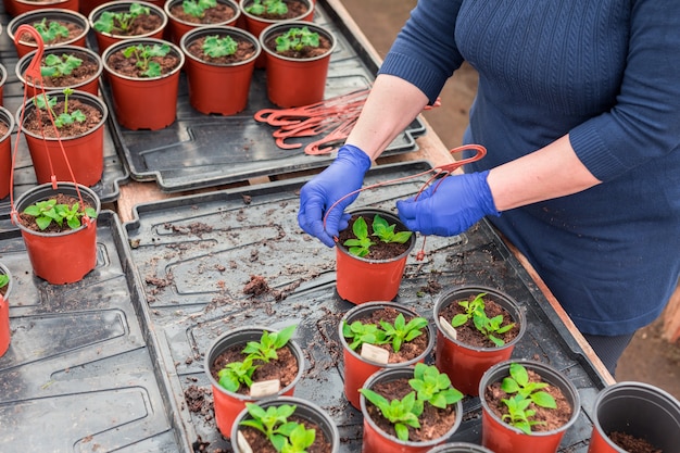 Woman gardener planting petunia seedlings into hanging pots