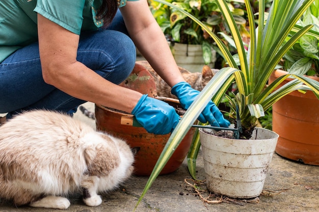 Woman gardener preparing a plant for transplanting into a new pot. Gardening tools and gloves