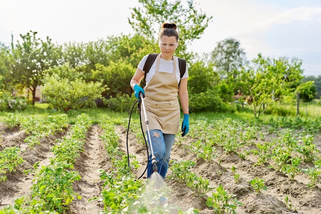 Woman gardener spraying young potato plants in spring vegetable garden