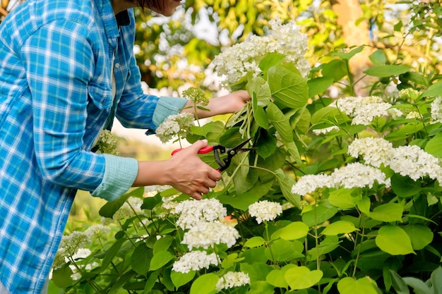 Woman gardener with garden shears cutting a bouquet of white hydrangea flowers