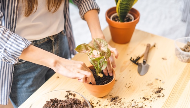 Woman gardeners potted plant