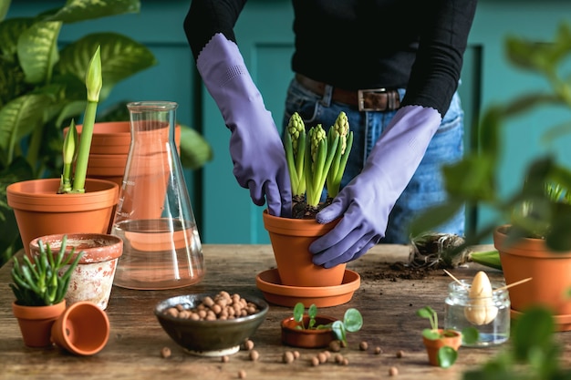 Photo woman gardeners transplanting plant in ceramic pots on the old wooden table. concept of home garden.