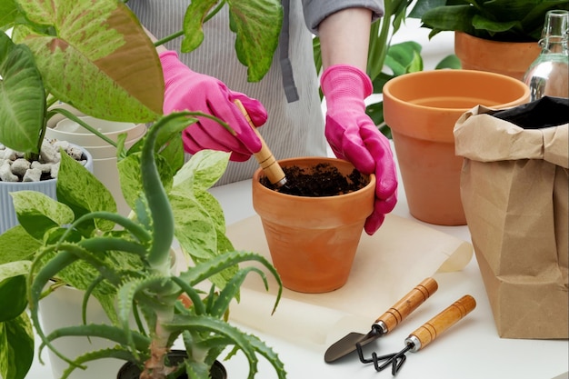 Woman gardeners transplanting plant in clay pot on white table Concept of home garden Taking care of home plants