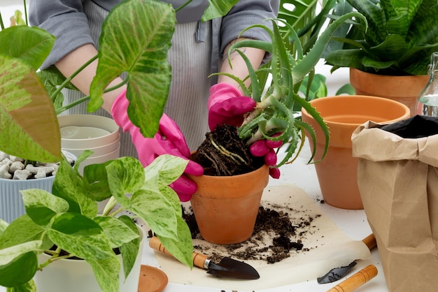 Woman gardeners transplanting plant in clay pot on white table