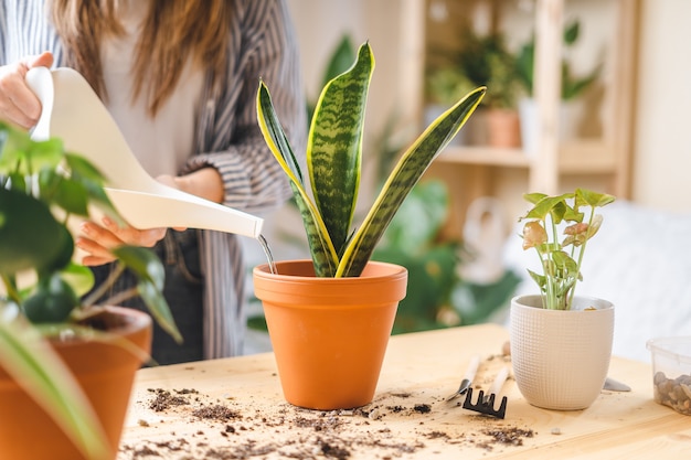 Woman gardeners watering plant in ceramic pots on the wooden table. Home gardening, love of houseplants, freelance.