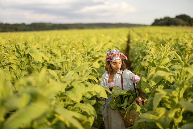 Woman gathers tobacco leaves on plantation