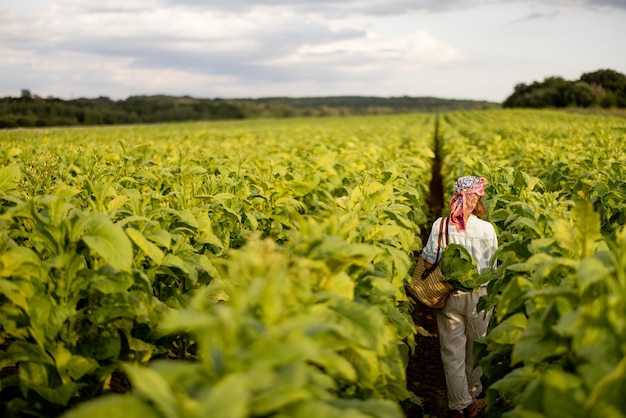 Woman gathers tobacco leaves on plantation