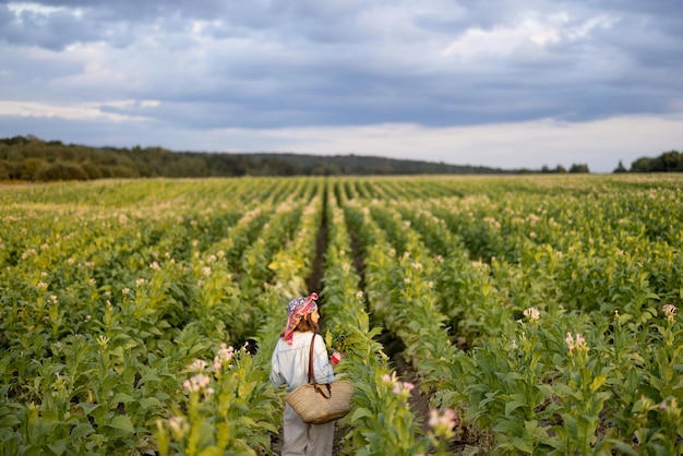 Woman gathers tobacco leaves on plantation