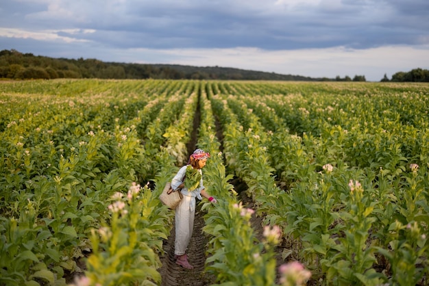 Woman gathers tobacco leaves on plantation