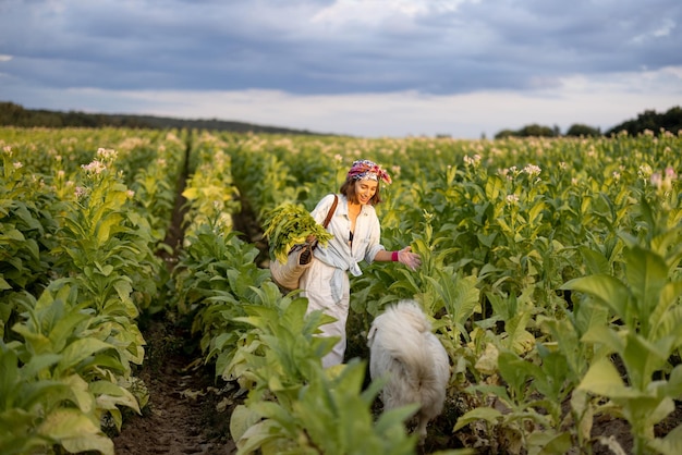 Woman gathers tobacco leaves on plantation