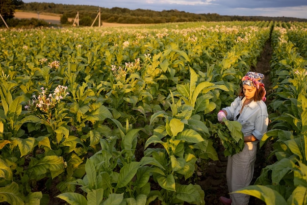 Woman gathers tobacco leaves on plantation