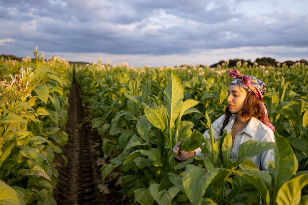 Woman gathers tobacco leaves on plantation