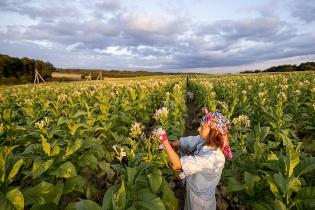 Woman gathers tobacco leaves on plantation