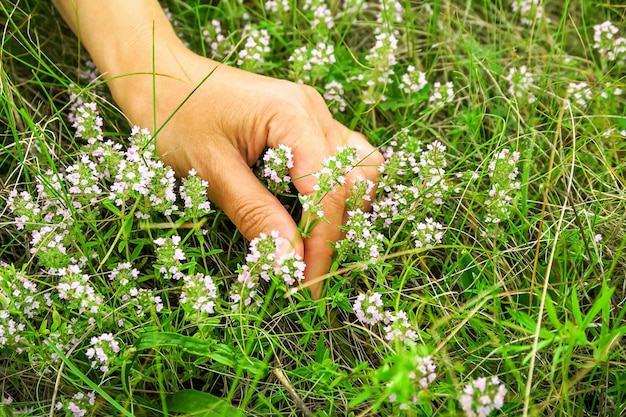 woman gathers wild thyme medicinal plant in the field