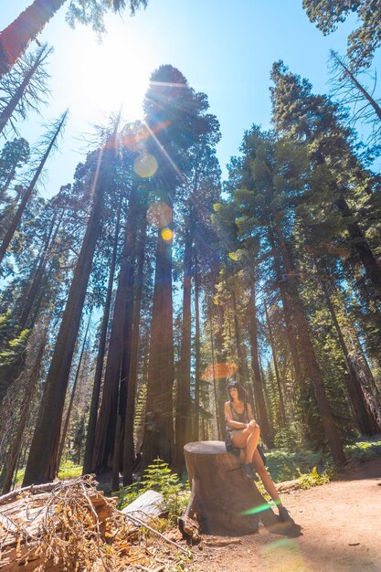 A woman in Giant trees in a meadow of Sequoia National Park California