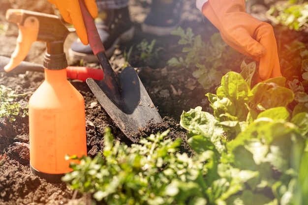 woman in gloves plants in a greenhouse. spring work with seedling in the garden.