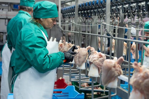 A woman in a green scrubs is looking at a chicken on a conveyor belt.