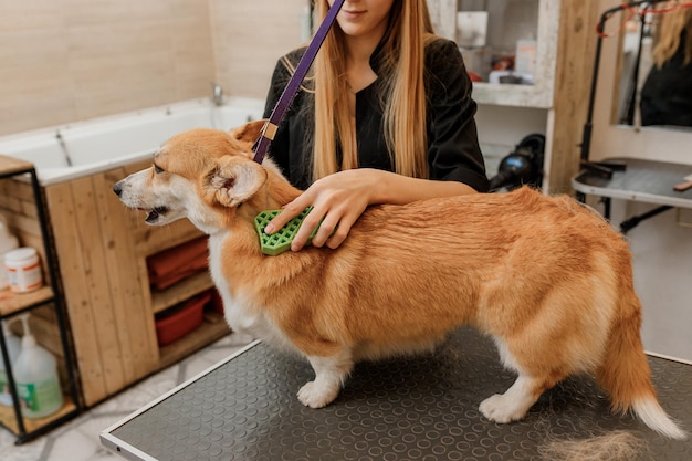 Woman groomer combing fur of Welsh Corgi Pembroke dog with comb after bathing and drying at grooming salon Woman pet hairdresser doing hairstyle in veterinary spa clinic