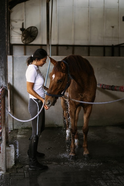 Woman groomer takes care of and combes hair horse coat after classes hippodrome. Woman takes care of a horse, washes the horse after training.