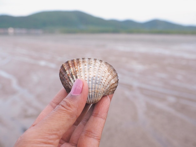 Woman hand holding big cockle