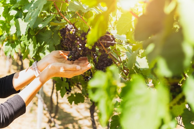 Woman hand holding black grape in vineyard