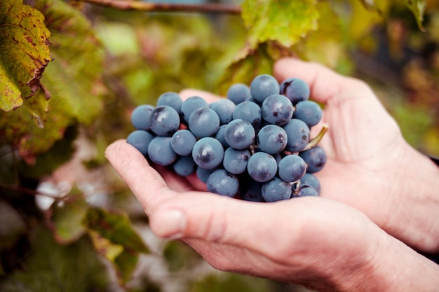 Woman hand holding black grapes