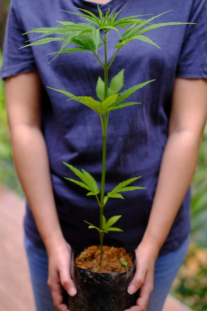 Woman Hand holding cannabis growing seedling