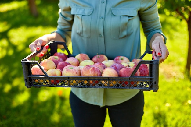 Photo woman hand holding a crate box with aed ripe apples harvesting fruit from branch at autumn season sunlight local market or supermarket ukraine apples