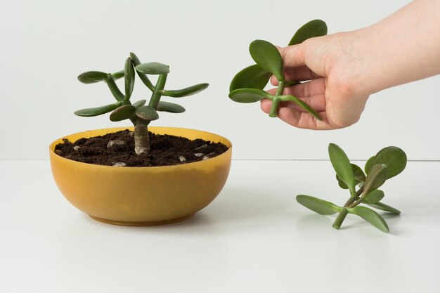 Woman hand holding cutting of homemade pinched Crassula ovata for future bonsai in round low pot and on the white background