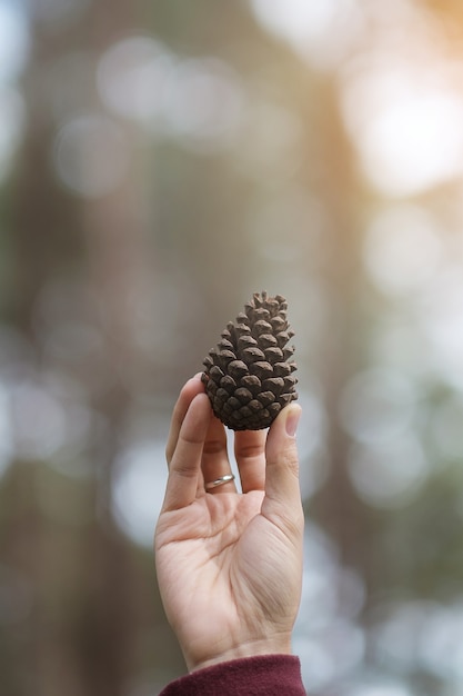 Photo woman hand holding dry pine cone seed in the morning sunlight with bokeh background