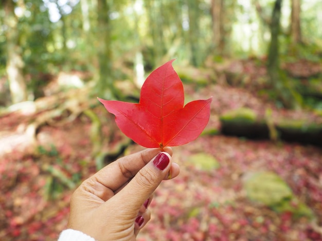 Woman hand holding red maple leaf