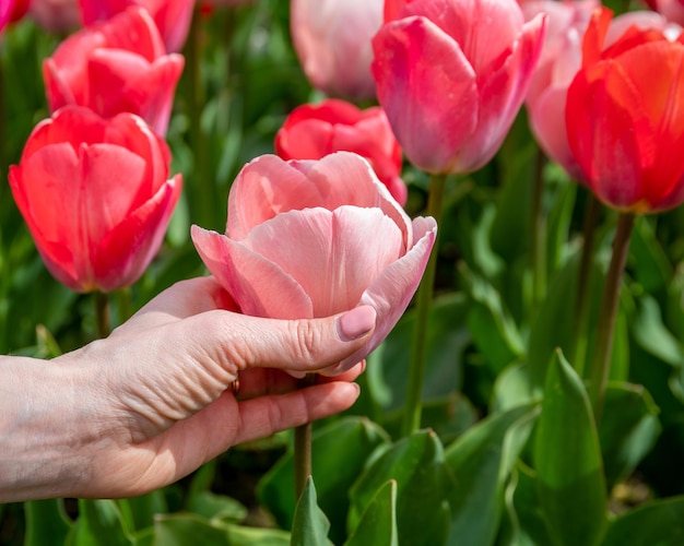 Woman hand holding a soft pink tulip