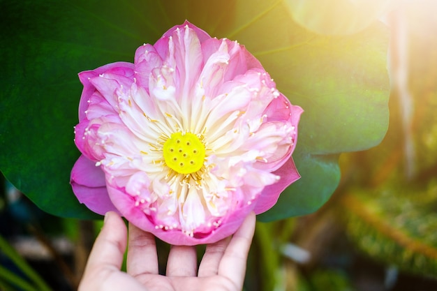 Woman Hand holding Water Lily Flower in fountain pond beautiful in the green nature background