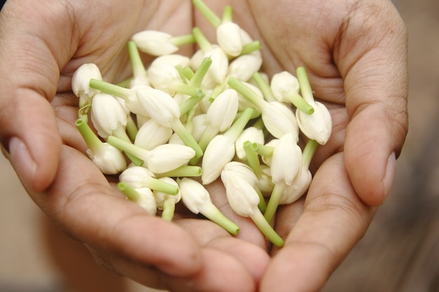 woman hand holding white jasmine flower that is symbol of Mother day in Thailand.