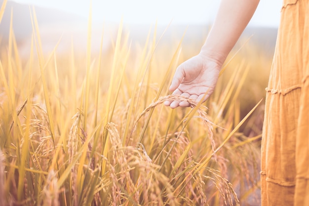 Woman hand holding young rice with tenderness in the paddy field in vintage color tone