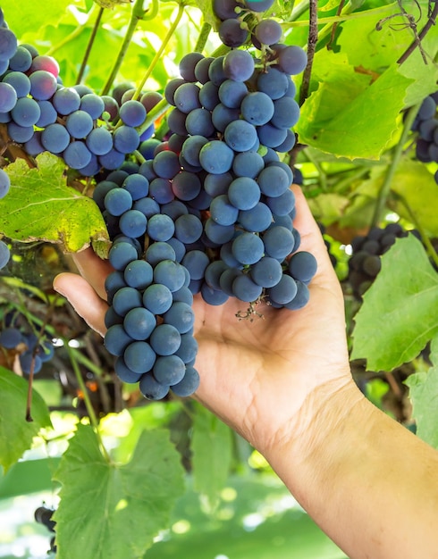 Woman hand holds grape at the vineyard