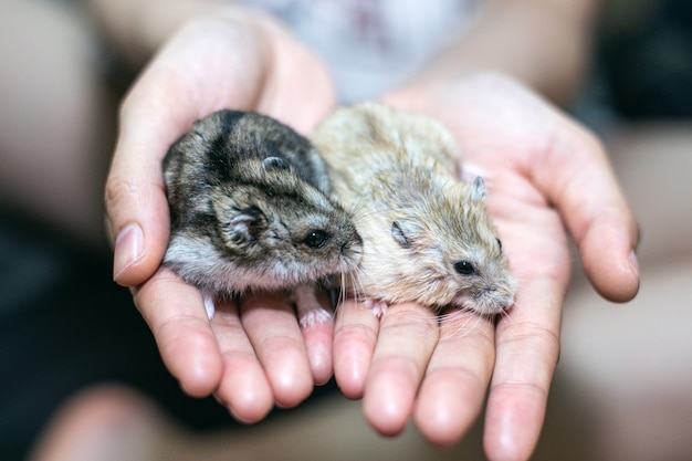 Woman hand holing lovely hamster family