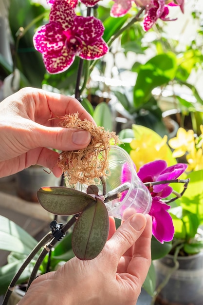 Woman hand laying moss in a pot Baby orchid seedling in a transparent container with moss Orchid breeding Indoor floriculture Vertical view Copy space