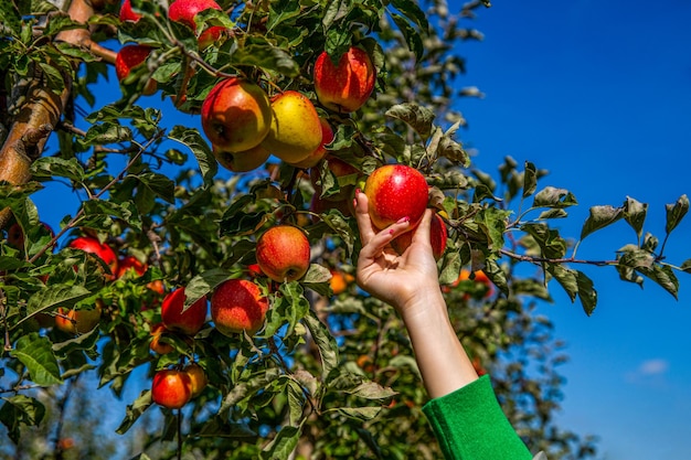 Woman hand picking an apple Organic fruit and vegetables Farmers hands freshly harvested apples Gardener hand picking red apple Hands reaches for the apples tree Female hand holds red apple